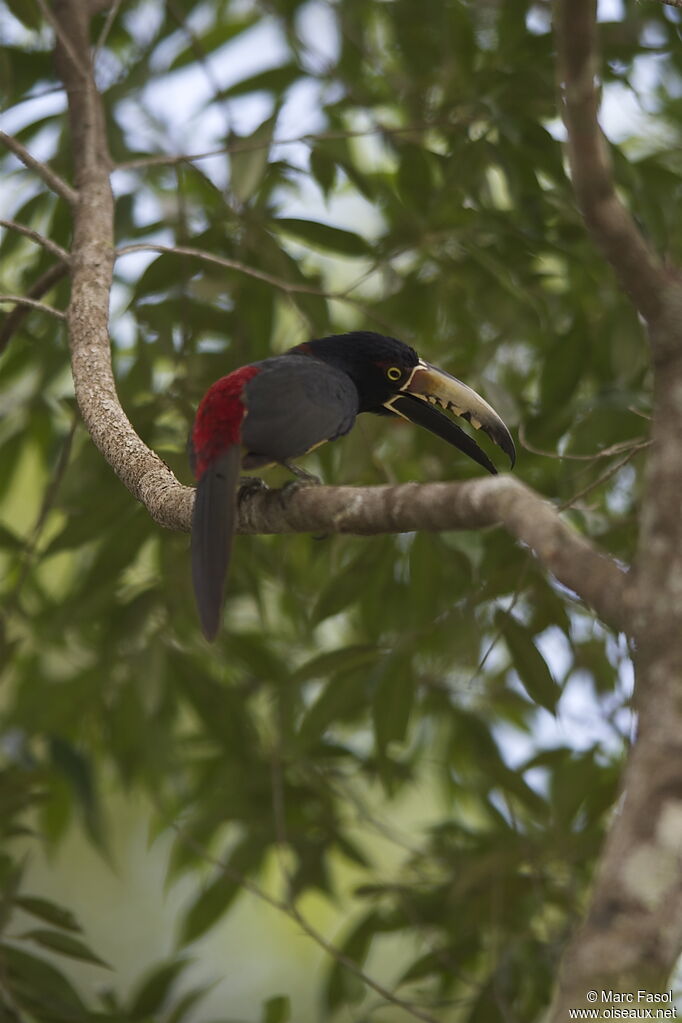 Araçari à collieradulte nuptial, identification