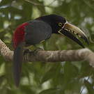 Araçari à collier