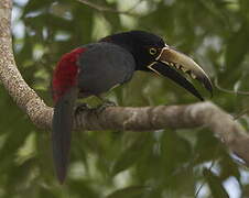 Collared Aracari