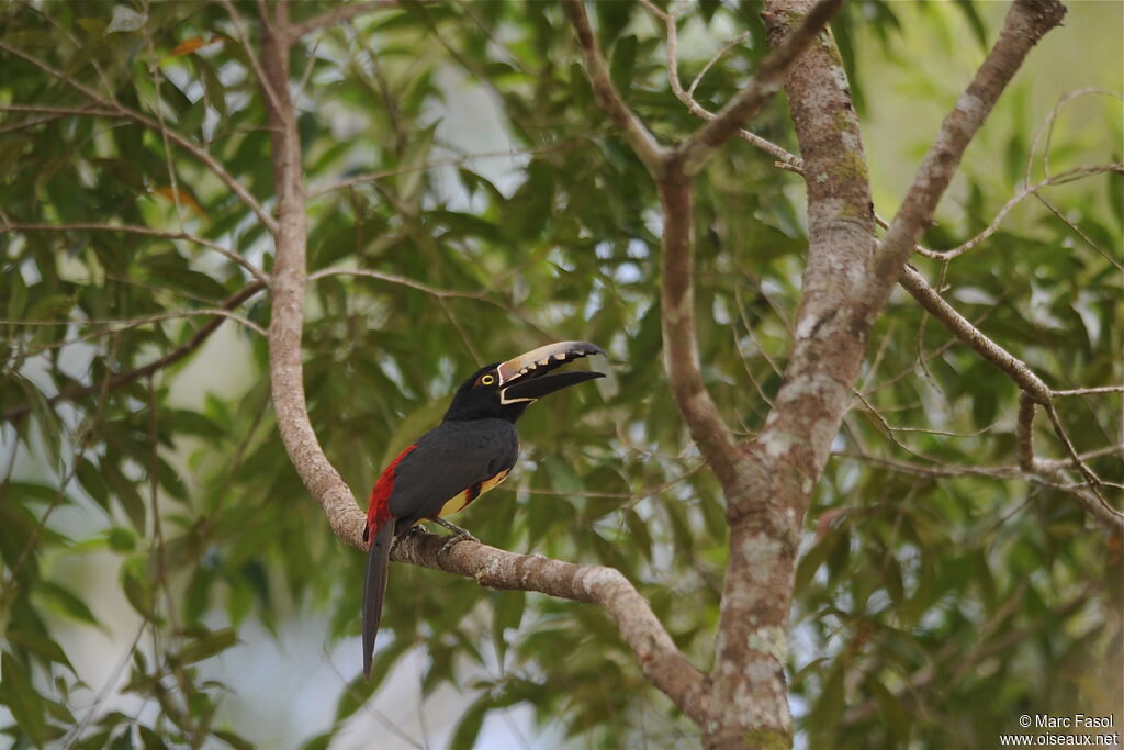 Araçari à collieradulte nuptial, identification