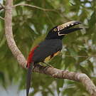 Araçari à collier