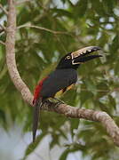 Collared Aracari