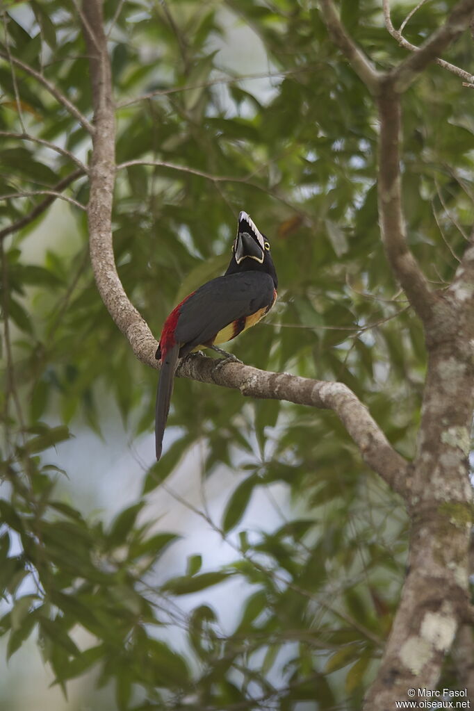 Araçari à collieradulte nuptial, identification