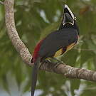 Araçari à collier