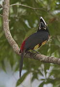 Collared Aracari