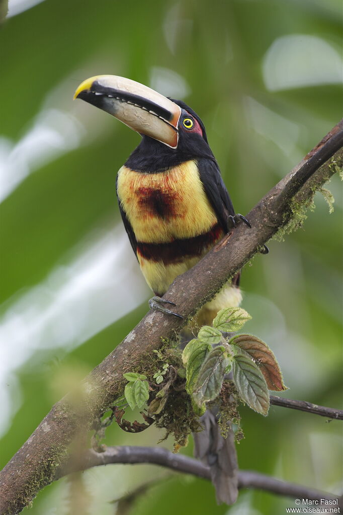 Araçari à collieradulte, identification