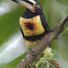 Araçari à collier