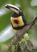 Collared Aracari