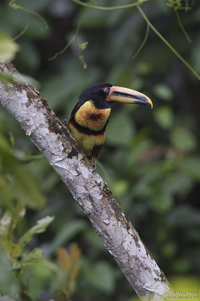 Araçari à collieradulte, identification