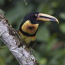 Araçari à collier