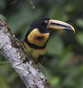 Collared Aracari