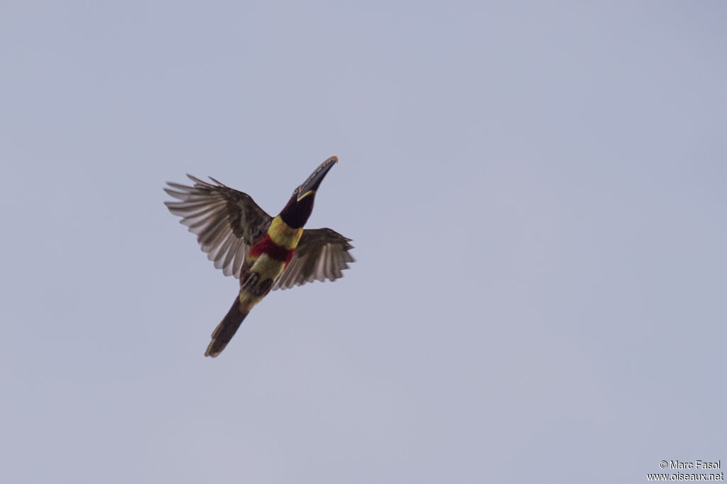 Chestnut-eared Aracariadult, Flight