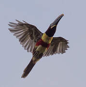 Chestnut-eared Aracari