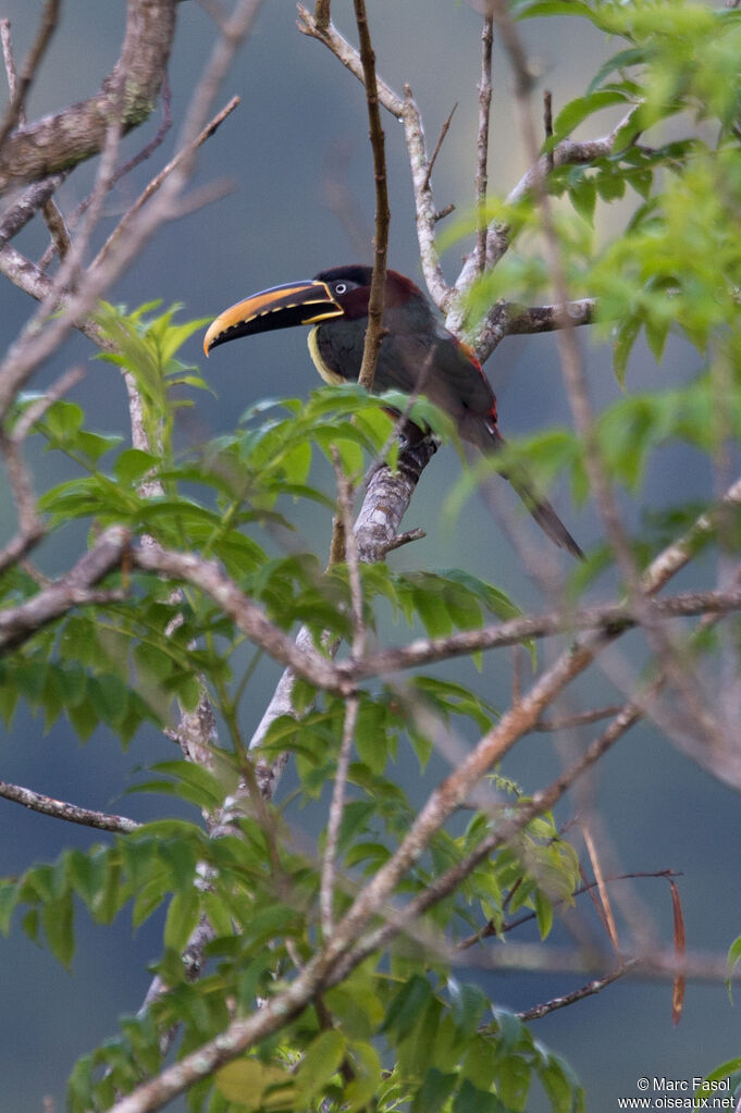 Chestnut-eared Aracariadult, identification