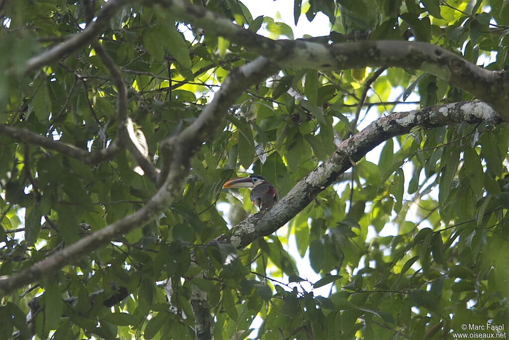 Araçari de Beauharnaisadulte, habitat