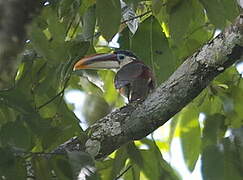 Curl-crested Aracari