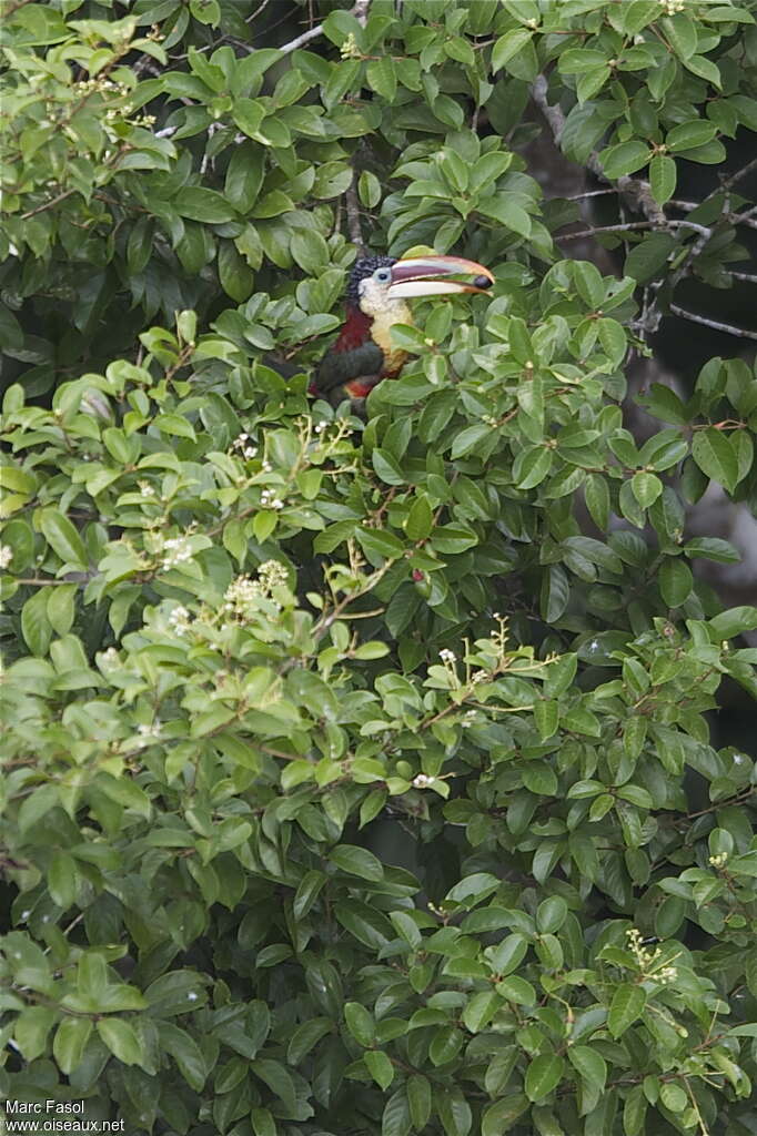 Curl-crested Aracariadult, feeding habits, Behaviour