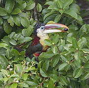 Curl-crested Aracari