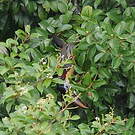 Araçari de Beauharnais