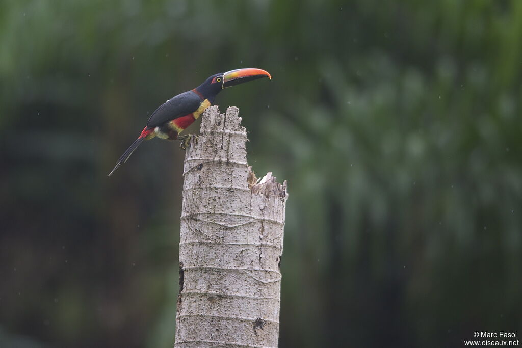 Fiery-billed Aracariadult, identification