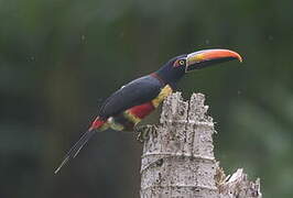 Fiery-billed Aracari