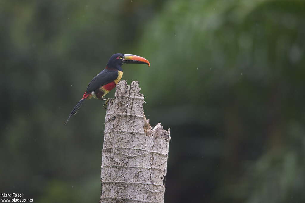 Fiery-billed Aracari, identification