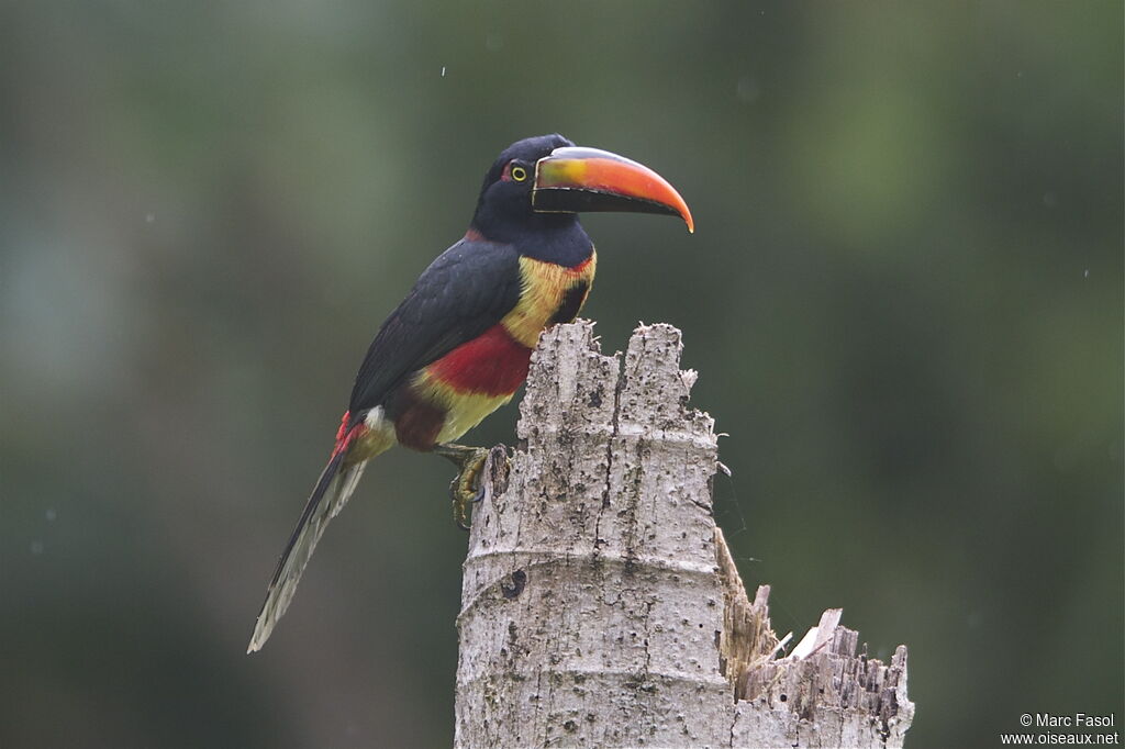 Fiery-billed Aracari, identification