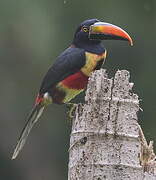 Fiery-billed Aracari