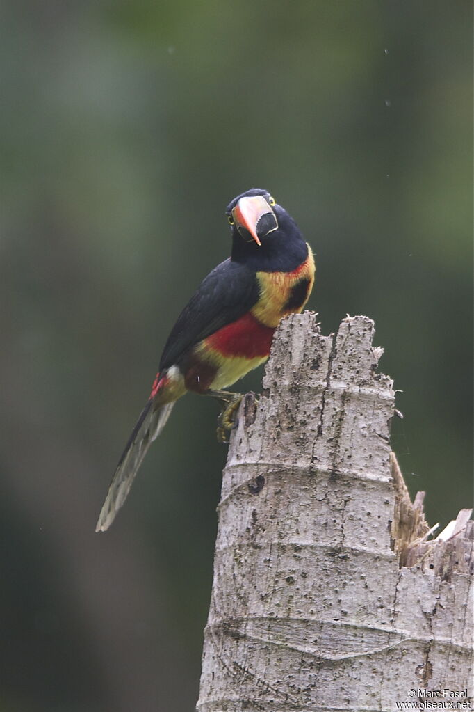 Fiery-billed Aracari, identification