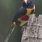 Araçari de Frantzius