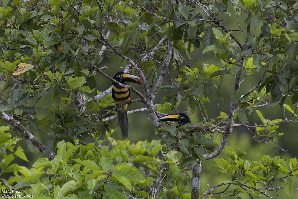 Araçari multibandeadulte, habitat, régime, Comportement