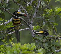 Many-banded Aracari