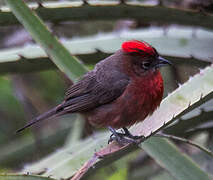 Red Pileated Finch