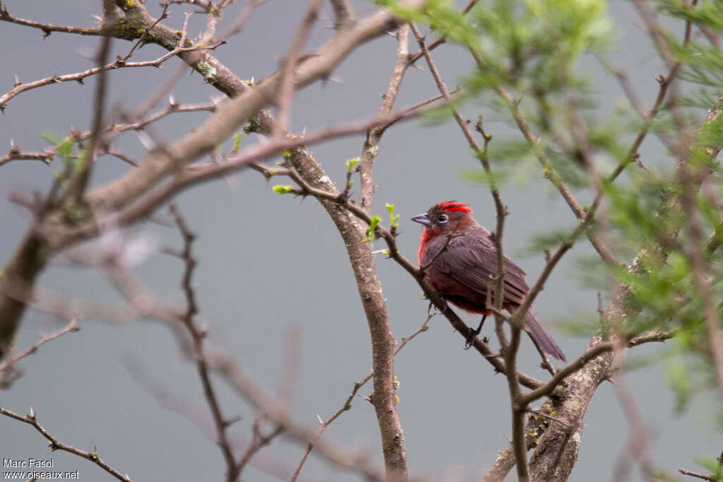 Araguira rougeâtre mâle adulte, identification