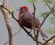 Red Pileated Finch