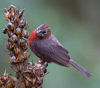 Red Pileated Finch