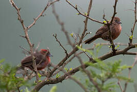 Red Pileated Finch