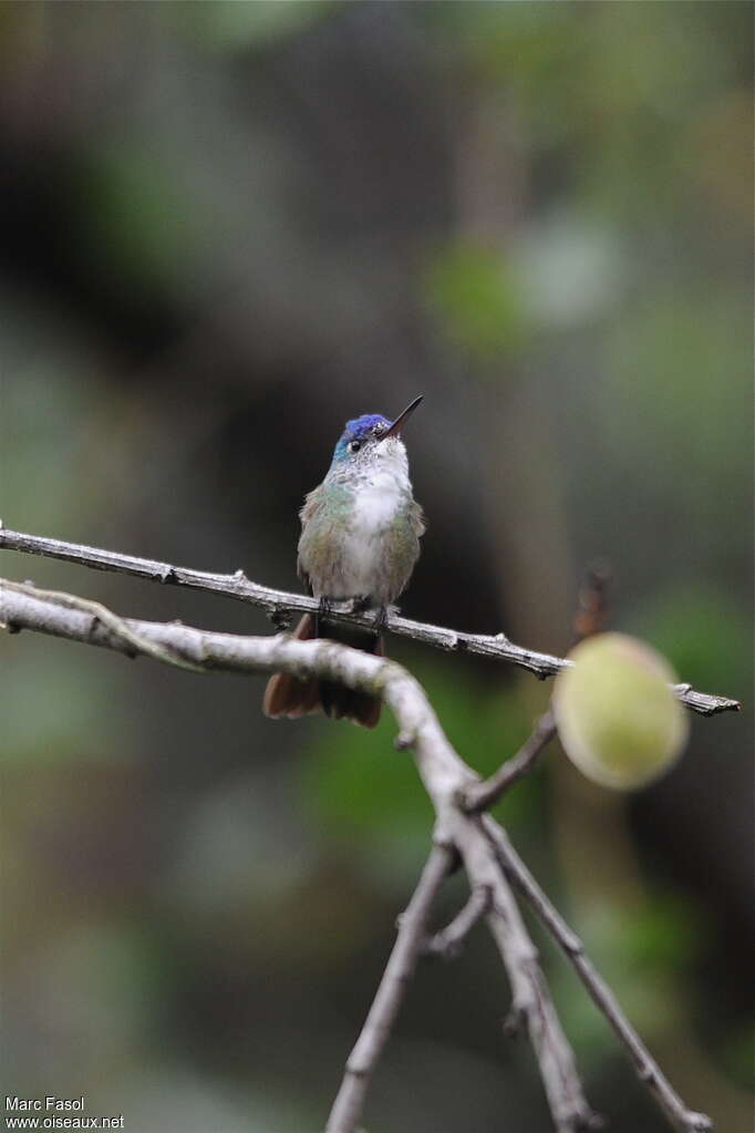 Ariane à couronne azuradulte nuptial, identification