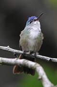 Azure-crowned Hummingbird