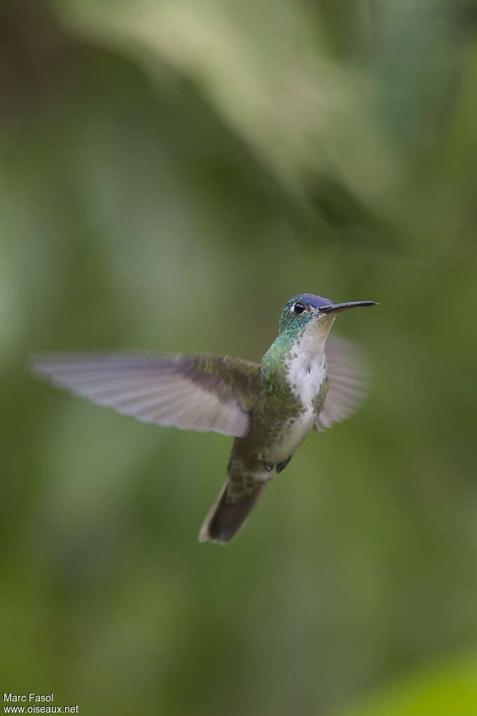 Azure-crowned Hummingbirdadult breeding, pigmentation, Flight