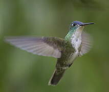 Azure-crowned Hummingbird