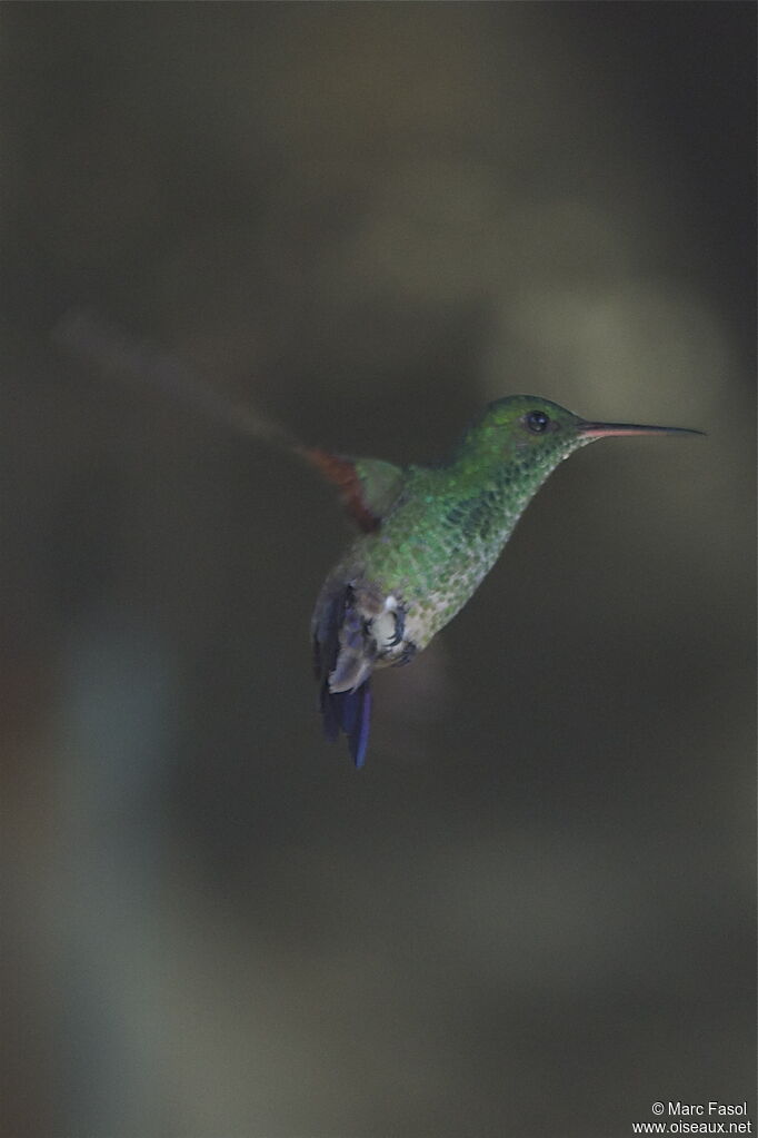 Blue-tailed Hummingbirdadult breeding, Flight