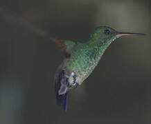 Blue-tailed Hummingbird