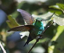 Blue-tailed Hummingbird