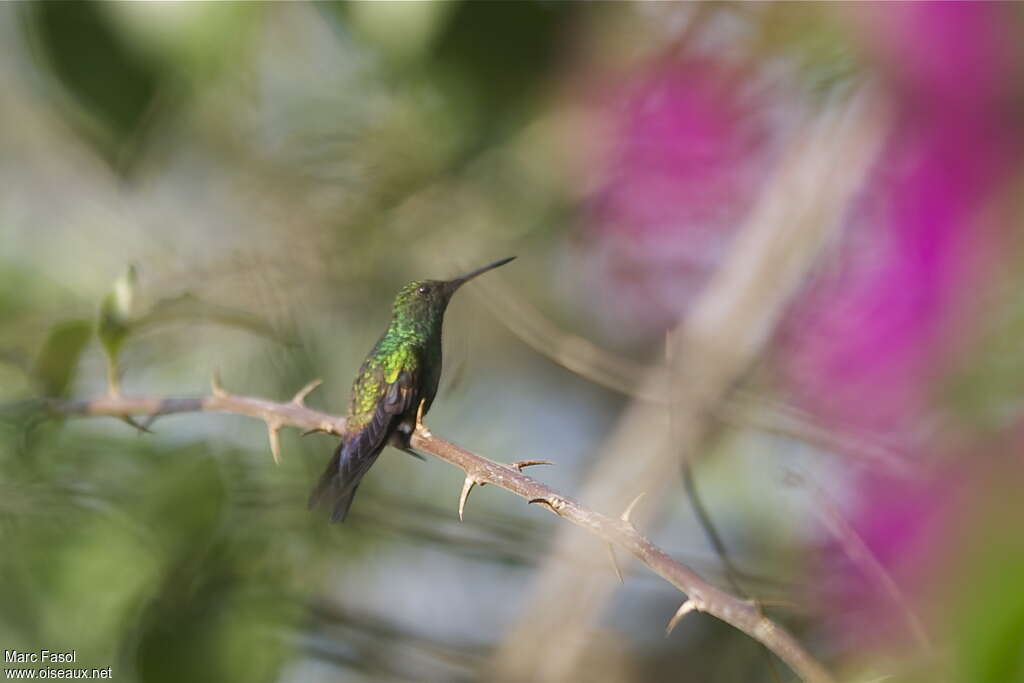 Blue-tailed Hummingbirdadult, identification