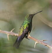 Blue-tailed Hummingbird