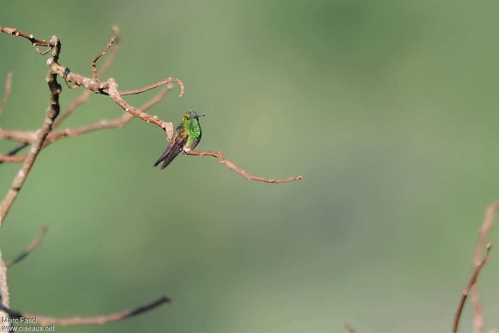 Blue-tailed Hummingbirdadult, identification