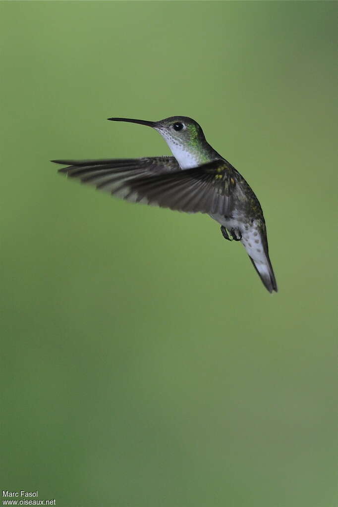 White-bellied Hummingbirdadult, Flight