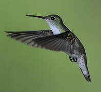 White-bellied Hummingbird