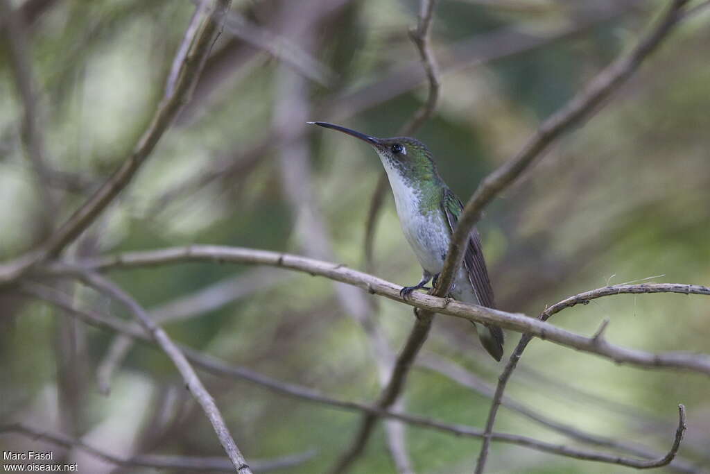 White-bellied Hummingbirdadult, identification